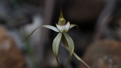 Caladenia helvina