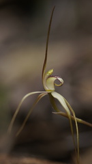 Caladenia helvina
