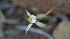 Caladenia helvina