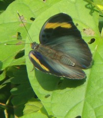 Euphaedra medon medon