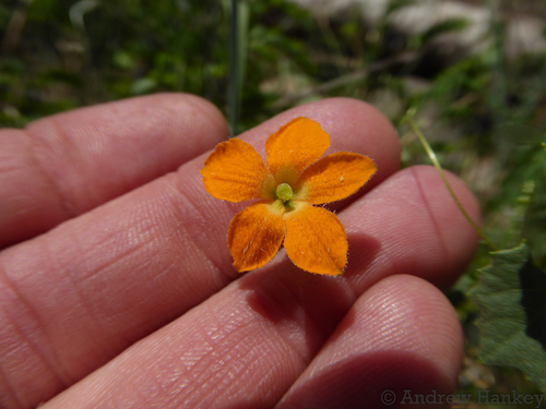 Momordica boivinii