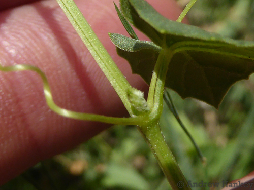 Momordica boivinii