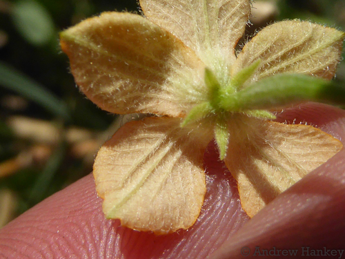 Momordica boivinii