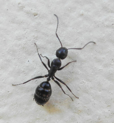 Camponotus werthi