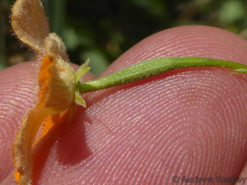 Momordica boivinii