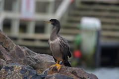 Phalacrocorax featherstoni