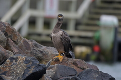 Phalacrocorax featherstoni