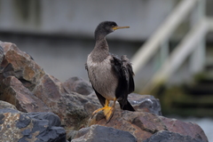 Phalacrocorax featherstoni