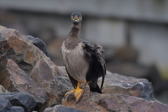 Phalacrocorax featherstoni