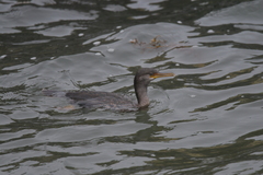 Phalacrocorax featherstoni