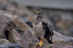 Phalacrocorax featherstoni