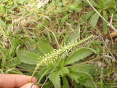 Plantago serraria
