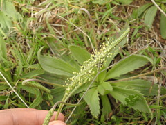 Plantago serraria