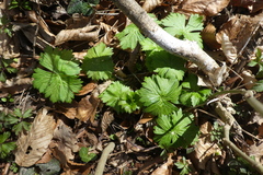 Ranunculus lanuginosus