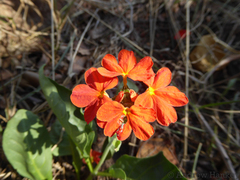 Crossandra