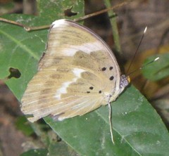 Euphaedra medon medon