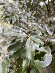 Quercus stenophylloides