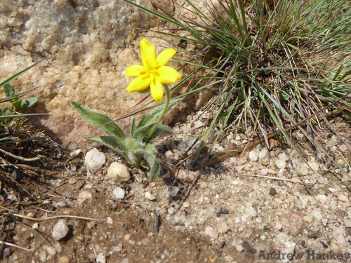 Hypoxis parvifolia (Hypoxis parvifolia)