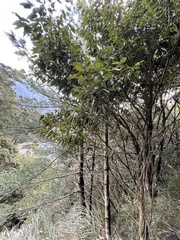 Quercus stenophylloides