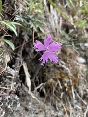 Dianthus longicalyx