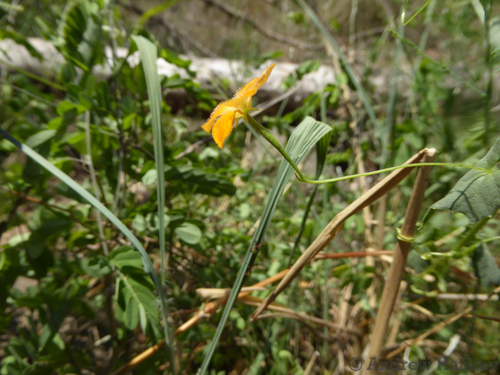 Momordica boivinii