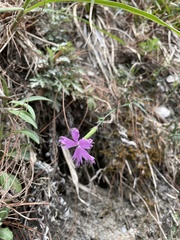 Dianthus longicalyx