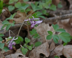 Corydalis pumila