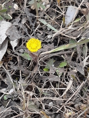 Tussilago farfara