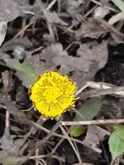 Tussilago farfara