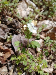 Phacelia fimbriata