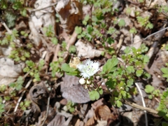 Phacelia fimbriata