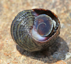 Littorina brevicula