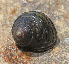Littorina brevicula