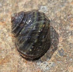 Littorina brevicula