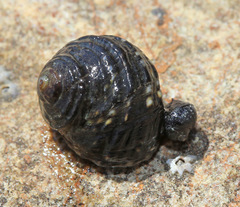 Littorina brevicula