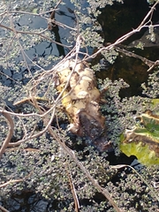 Nelumbo lutea