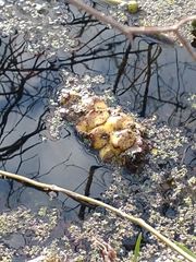 Nelumbo lutea