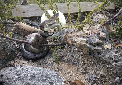 Photo of a Northern Bahamas Boa (Chilabothrus exsul)