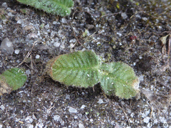 Streptocarpus latens