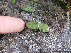 Streptocarpus latens