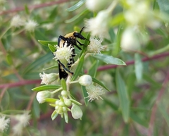 Baccharis dracunculifolia