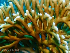 Millepora tenera
