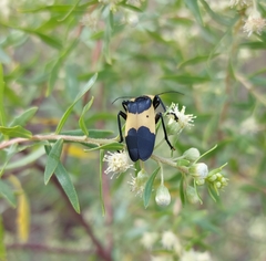 Baccharis dracunculifolia