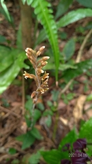 Erythrodes