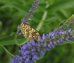 Melitaea menetriesi centralasiae