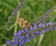 Melitaea menetriesi centralasiae