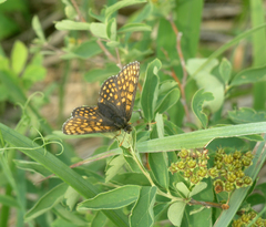 Melitaea menetriesi centralasiae
