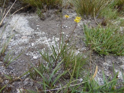 Asclepias aurea (Asclepias aurea)