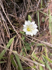 Gentiana scabrida