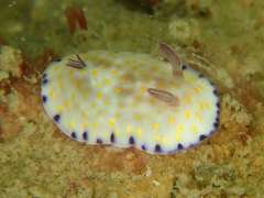 Goniobranchus aureopurpureus